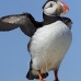 puffin_atlantic_msi_v_2435_can1794.jpg